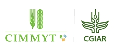 cimmyt logo